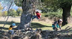 tres niños saltando en un árbol y troncos en la Dehesa de Moralzarzal con el grupo de juego Aúlla